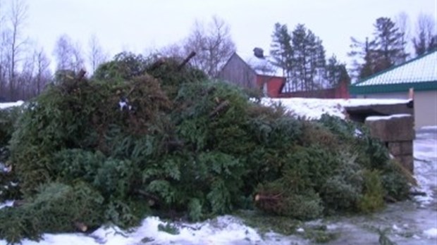 VOTRE ARBRE DE NOËL : 100 % RECYCLABLE