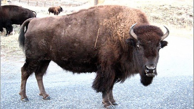 Les billets sont disponibles pour l’édition 2009 du Bison en fête à Saint-Claude