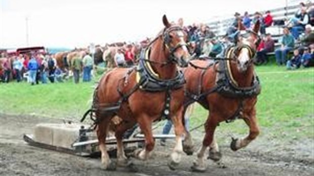 Tire de chevaux à Maricourt