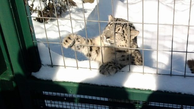 Visite au Zoo de Granby pour les élèves de Saint-Claude