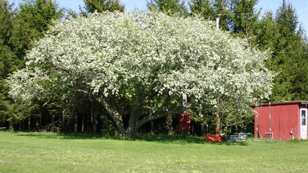 A Saint-François, un pommier fleuri qui a du panache