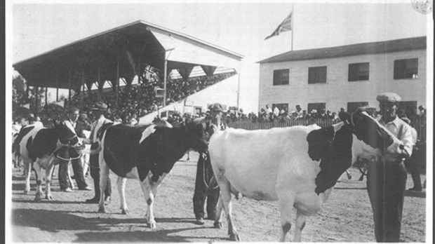 Parade de vaches Holstein à Richmond