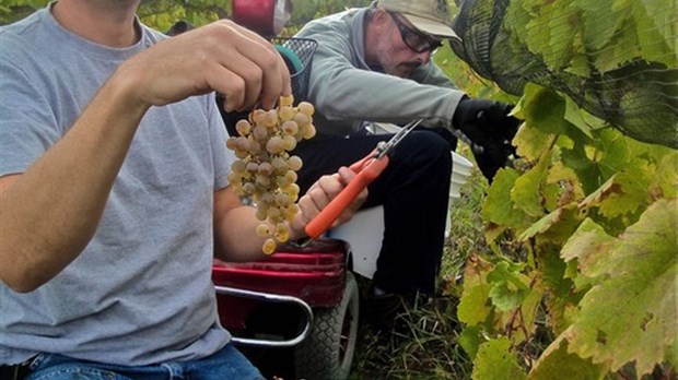 Des premières “vraies” vendanges à Ulverton. Une cinquantaine de personnes pour aider à la récolte du raisin