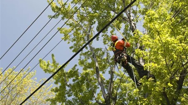 Hydro-Québec procède à l’élagage des arbres situés près de son réseau électrique