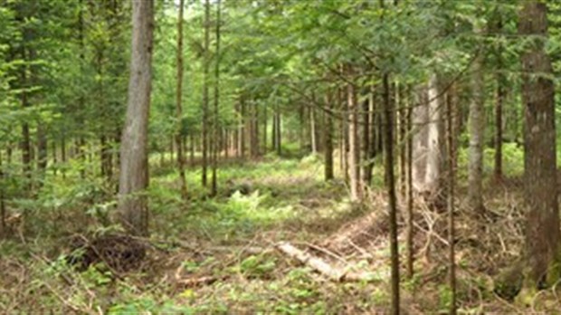 Des acteurs régionaux se mobilisent autour de la forêt estrienne