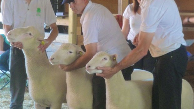 Expo de Richmond. Production ovine : des élevages en évolution