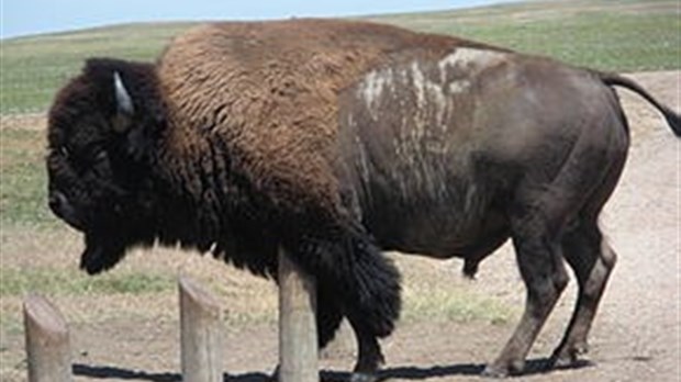 Vente des billets du Bison en fête à la Municipalité de Saint-Claude !