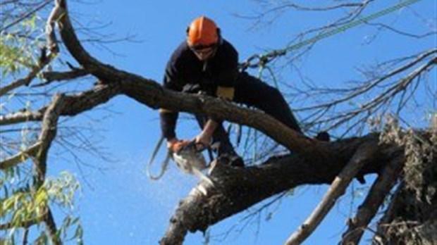  Hydro-Québec procèdera à l’élagage des arbres dans le secteur de Valcourt