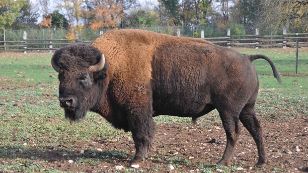 Les billets du Bison en fête de St-Claude sont en vente 