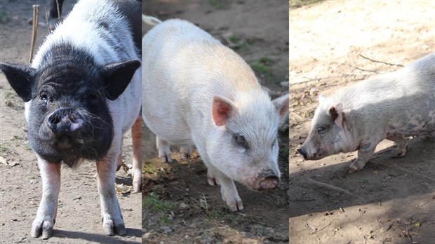 Un refuge à Stoke sauve les micro-cochons