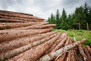 Des peines plus sévères pour l’abattage illégal d’arbres