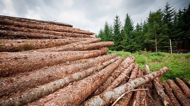 Des peines plus sévères pour l’abattage illégal d’arbres