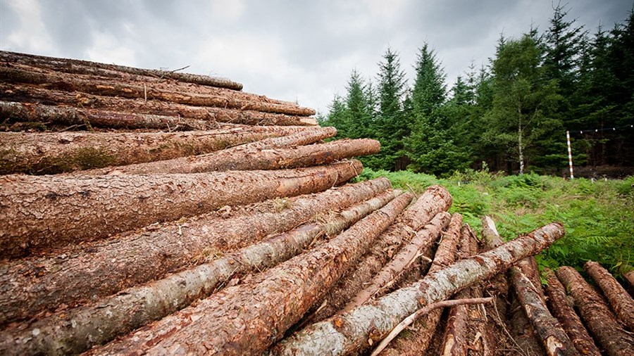 Des peines plus sévères pour l’abattage illégal d’arbres