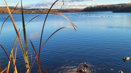 Le Festival des Oiseaux migrateurs à l’Étang Burbank célébrera ses 20 ans