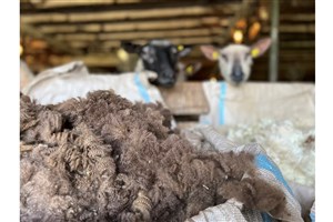 Les Granu-Laines, un fertilisant issu de l’économie circulaire