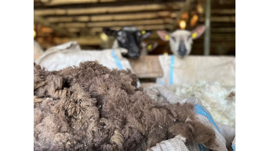 Les Granu-Laines, un fertilisant issu de l’économie circulaire