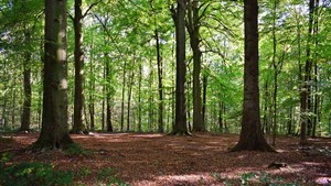 Le milieu agricole demande aux maires de suspendre l’adoption d’un règlement sur l’abattage d’arbre