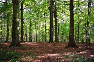 Le milieu agricole demande aux maires de suspendre l’adoption d’un règlement sur l’abattage d’arbre