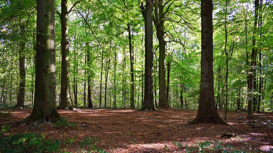 Le milieu agricole demande aux maires de suspendre l’adoption d’un règlement sur l’abattage d’arbre