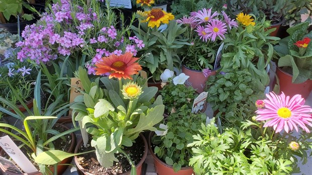 Vente de fleurs au profit du Centre d’art et de la Paroisse Sainte-Bibiane