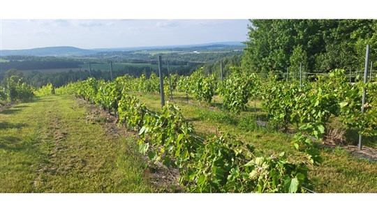 Un vignoble artisan ancré par des valeurs humaines et familiales profondes