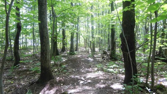 La forêt privée, moteur économique du Val-Saint-François