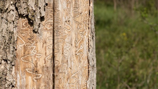 Windsor procède à l’abattage de 12 arbres atteints par l’agrile du frêne